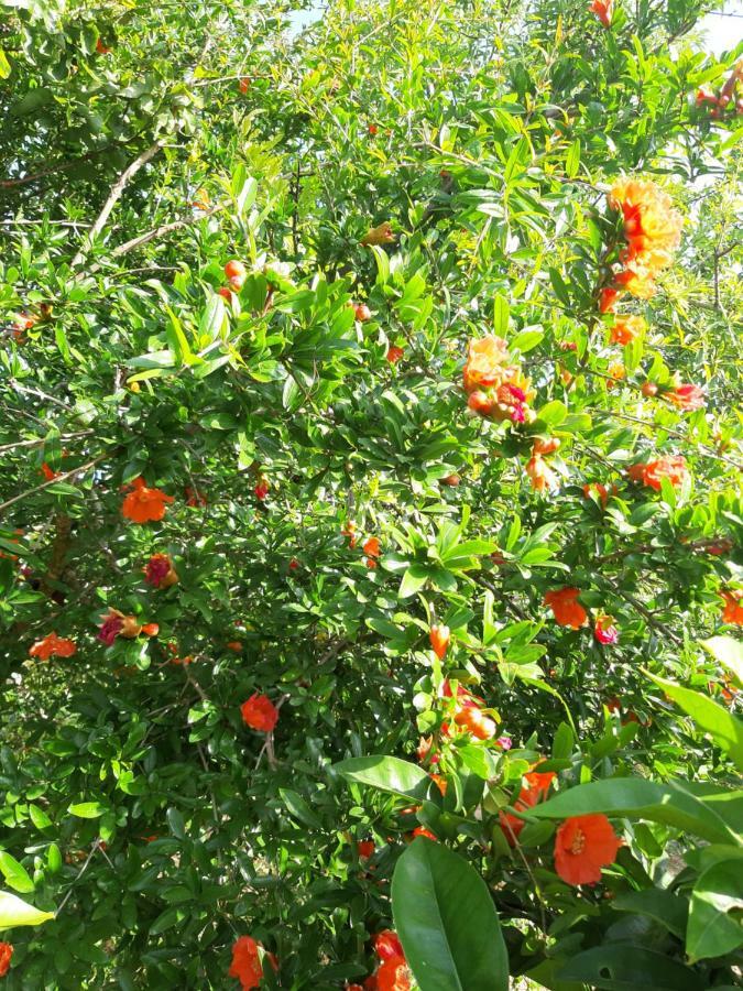 Da Nonna Cosimina Βίλα Casamassella Εξωτερικό φωτογραφία
